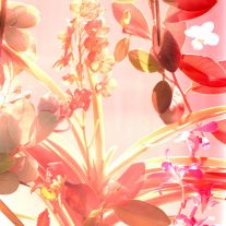 Delicate flower print installation adorns Miami Design District’s Sweetbird Building