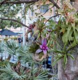 Botanical art installations by landscape designers enhance Lincoln Road