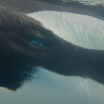 Films Shot In Miami Or About Miami Take on Different Subjects at This Year’s Festival
